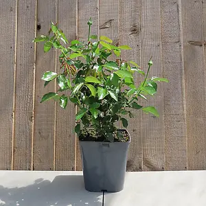 Patio Rose 'Harry Edland' Lilac Flowers, in a 3L Pot, Ready to Plant Out, for Containers and Borders