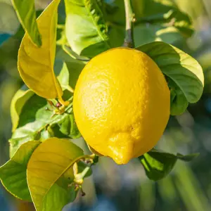 Citrus Lemon in Ceramic Pot: Elegant Home-Grown Citrus (20-30cm, 9cm Pot)