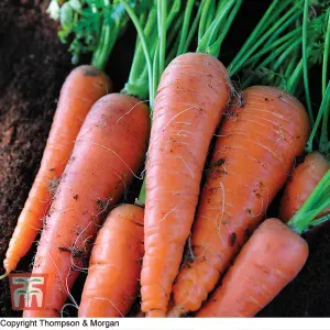 Carrot Autumn King 2 1 Seed Packet (1500 Seeds)