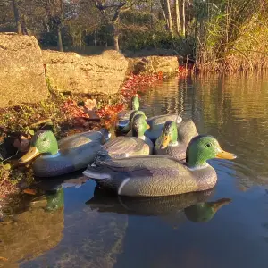 Mallard Duck Hunting Shooting Floating Decoy Pond Decoration Large (Set of 6)