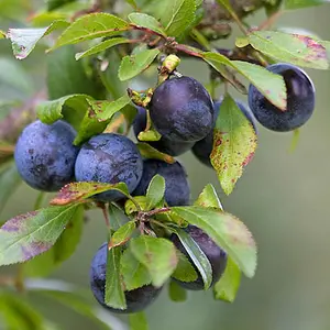 Blackthorn Hedge Prunus spinosa Set of 50 Bare Root Hedges