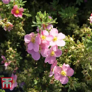 Potted Plantentilla Fruticosa Lovely Pink 3.5 Litre Potted Plant x 1