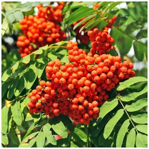 5 Mountain Ash (Rowan) Plant / Sorbus Aucuparia 3-4ft Tall Tree, Hedge 3FATPIGS