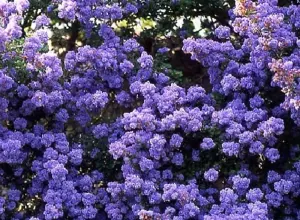 Direct Plants 1X 4-5FT LARGE CEANOTHUS DENTATUS SHRUB - FLOWERING EVERGREEN PLANT - 5L