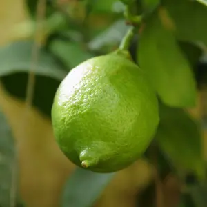 Large Lime Tree in a 5-6L Pot Supplied as a Garden Ready Plant in Pot - Grow Your Own Fresh Fruit