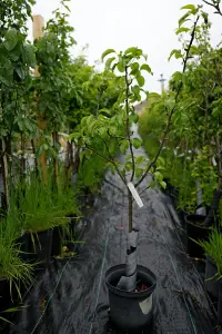 Lincolnshire Fruits Concorde Bareroot 7 Litre 1.5m Tree