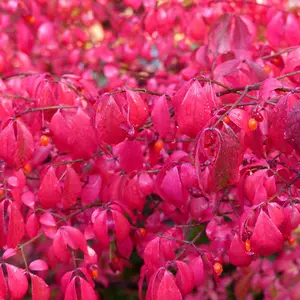 Euonymus Alatus Compactus - Spindle Tree In Compact Form Supplied In A 9cm Pot