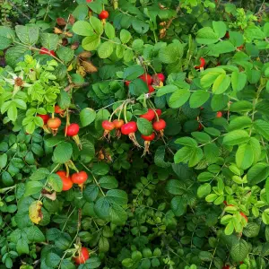 50 Red Wild Rose Hedging 30-50cm Plants,Rosa Rugosa Rubra,Flowers For 6mths 3FATPIGS