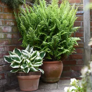 Hosta Patriot 3 Litre Potted Plant x 1