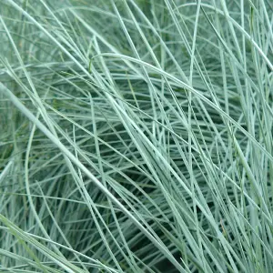 3 x Festuca Intense Blue - Striking Ornamental Grass for Vibrant UK Gardens - Outdoor Plants (10-20cm Height Including Pot)