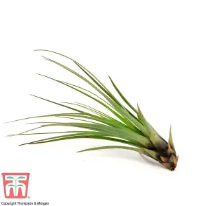 Houseplant Air Plant Tillandsia Melonacrater Tricolor Medium x 1