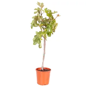 Fig Tree 'Brown Turkey' Standard 70-100cm Tall in a 3L Pot - Hardy Fruit Plant for UK Gardens - Perfect as Patio Plant