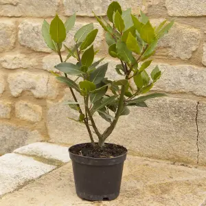 Kitchen Bay Laurel Established 25-30cm Tall Plant in 12cm Pot