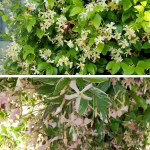 Evergreen Climber Duo 9cm Potted Plant x 2