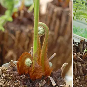 Australian Fern Tree 2ft Trunk - Dicksonia Antarctica x 1