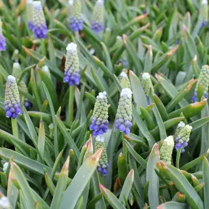 15 x Muscari Grape Hyacinth Spring Bulb Mix - Mixed Spring Outdoor Flowering Perennials - Grow in Beds, Borders & Patio Pots