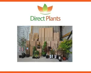 Photinia Red Robin Hedging Plants x20 5-6ft Full Pallet of Rootball Trees