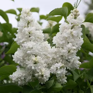 Madame Lemoine Common Lilac Shrub Plant Syringa 12L Pot 80cm - 100cm Grafted