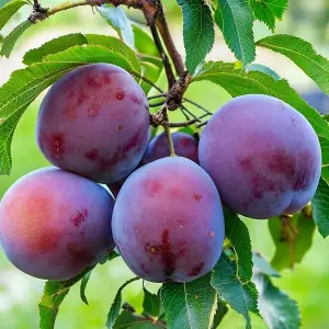 Lincolnshire Fruits Czar Plum Bareroot 7 Litre 1.5m Tree