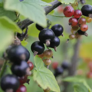 Lincolnshire Fruits Black & Red Premiere Potted 1 Litre Blackcurrants