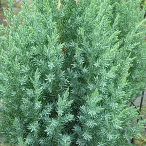 Juniperus Stricta Garden Plant - Columnar Evergreen, Compact Size (20-30cm Height Including Pot)