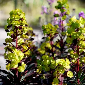 Euphorbia Purpurea - Deep Purple Foliage, Lime Green Flowers, Evergreen, Moderate Height (30-40cm Height Including Pot)