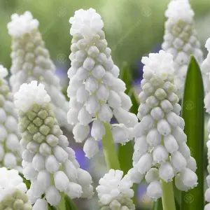 Muscari Siberian Tiger Flowering Bulbs (1000 Pack)