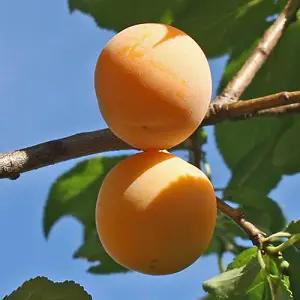 'Mirabelle de Nancy' Plum Patio Fruit Tree in a 5L Pot 90-110cm tall