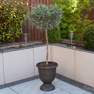 Hardy Standard Olive Trees 80cm tall (Pack of 2)