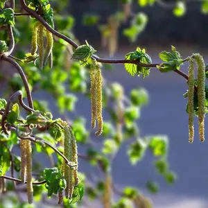 Contorta Corkscrew Hazel Shrub Plant Corylus Avellana 9L Pot 1.2m Tree