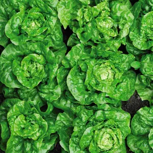 Lettuce (Butterhead) Tom Thumb 1 Seed Packet