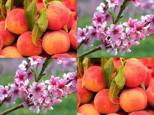 Dwarf Patio Mini Prunus Persica Peach Fruit Tree 3-4ft Supplied in a 5 Litre Pot