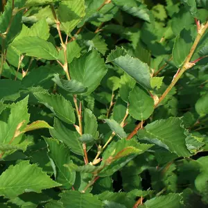 Alnus Incana 'Grey Alder' Bare Root Hedge Hedging Tree Plants (2-3ft, 10 Plants)