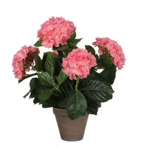 Hydrangea Arrangement in Pot Pink