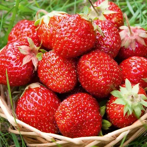 Strawberry Sweetheart - Outdoor Fruit Plants for Gardens, Pots, Containers (9cm Pots, 5 Pack)