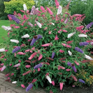 Buddleia davidii Tricolour - Pink, White and Purple in 2 Litre Pot