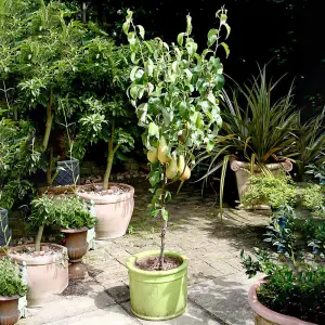 Grow Your Own - Pear Conference  1 Bare Root Tree - (Height 1.2m)