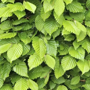 Carpinus Betulus 'Hornbeam' Bare Root Hedge Hedging Tree Plants (2-3ft, 50 Plants)