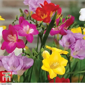 Scented Freesia Mixed  200 Bulbs