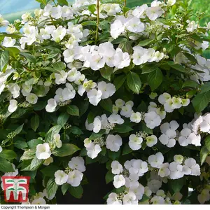 Hydrangea macrophylla Runaway Bride (13cm Potted Plant) 1 Litre Potted Plant x 2