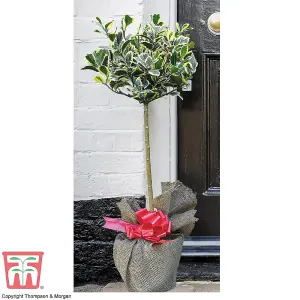 Ilex (Holly) Golden King Standard 17cm Potted  Plant x 1