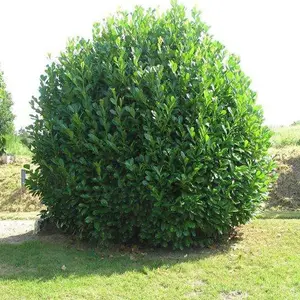 Prunus Rotundifolia Garden Plant - Compact Size, Glossy Evergreen Foliage (20-40cm, 5 Plants)