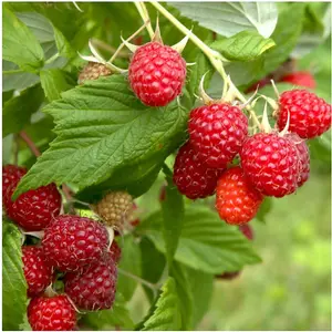 3 'Malling Promise' Red Raspberry Bush / Canes, Rubus Idaeus 'Malling Promise' 3FATPIGS