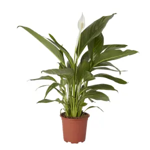 Verve Peace lily in Terracotta Plastic Grow pot 17cm