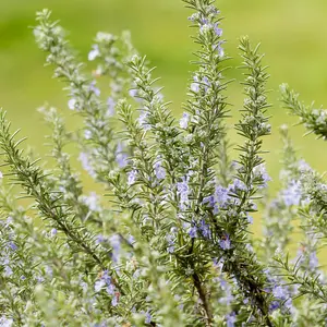 Rosemary Tree Standard, 80-100cm Tall in a 3L Pot - Kitchen Herb for Patios and Gardens in Pots - Hardy Evergreen Fragrant for UK