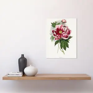 Vintage Pink Red Peony Bloom Flowers - Print Unframed / 40.5cm H x 30.5cm W