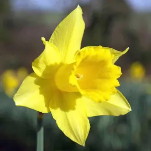 Daffodil Golden Trumpet Flowering Bulb - 2kg Pack