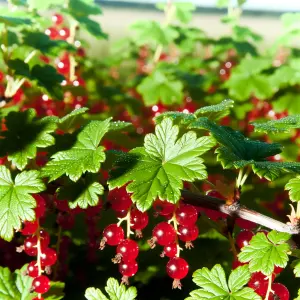 Lincolnshire Fruits Rovada Potted 1 Litre Red Currants