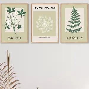 Set of 3 Framed Vintage Graphical Green Botanical / 42x59cm (A2) / Oak