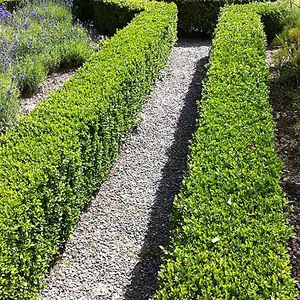 5 x Buxus Sempervirens - Evergreen Box Hedge Shrubs for Lush UK Gardens - Outdoor Plants (20-30cm Height Including Pot)